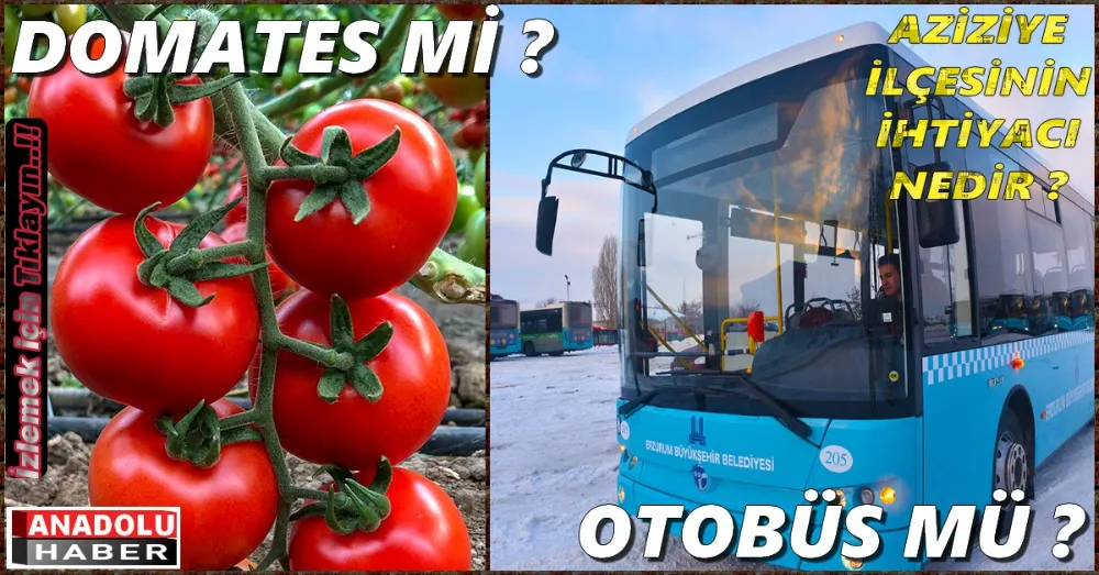 DOMATES Mİ ? OTOBÜS MÜ ?